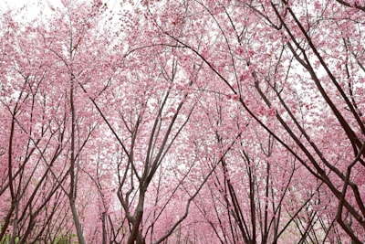 Winnipeg: Where New Beginnings Blossom